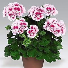 Geranium jumbo plug for sale  Delivered anywhere in UK