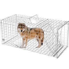 Qualirey large live for sale  Delivered anywhere in USA 