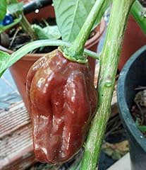 Semi peperoncino nero gebraucht kaufen  Wird an jeden Ort in Deutschland