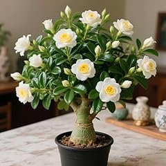 Desert rose afraid for sale  Delivered anywhere in UK