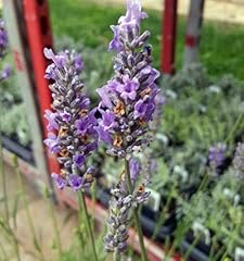 French provence lavender for sale  Delivered anywhere in USA 