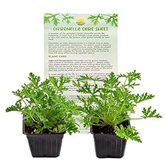 Live citronella geranium for sale  Delivered anywhere in USA 