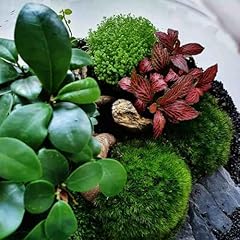 Carbeth plants terrarium for sale  Delivered anywhere in UK