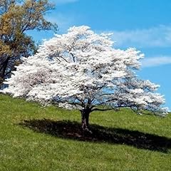 Flowering dogwood tree for sale  Delivered anywhere in USA 