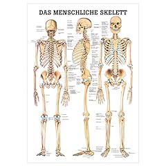 Rüdiger menschliche skelett gebraucht kaufen  Wird an jeden Ort in Deutschland