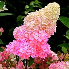 Hydrangea paniculata sundae for sale  Delivered anywhere in UK