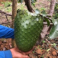 Soursop live fruit for sale  Delivered anywhere in USA 