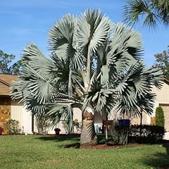 Silver bismarckia palm for sale  Delivered anywhere in USA 