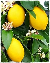 Albero limone quattro usato  Spedito ovunque in Italia 