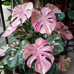 Monstera pflanze samen gebraucht kaufen  Wird an jeden Ort in Deutschland