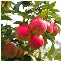 Elstar apple tree for sale  Delivered anywhere in UK