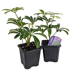 Mini schefflera arboricola for sale  Delivered anywhere in USA 