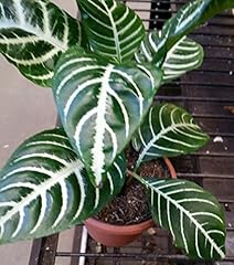 Zebra plant aphelandra for sale  Delivered anywhere in USA 
