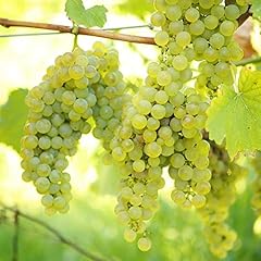 Grape vine vitis for sale  Delivered anywhere in UK