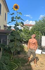 Tournesol géant martini d'occasion  Livré partout en France
