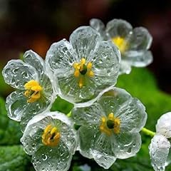 Semi piante fiori usato  Spedito ovunque in Italia 