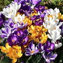 Hardy perennial crocus for sale  Delivered anywhere in UK