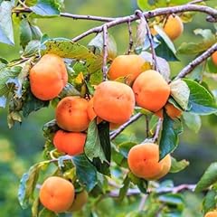 Set american persimmon for sale  Delivered anywhere in USA 