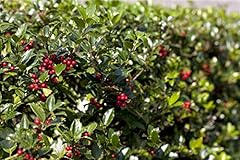 Stechpalme ilex aquif gebraucht kaufen  Wird an jeden Ort in Deutschland
