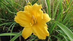 Stella oro daylily for sale  Delivered anywhere in USA 