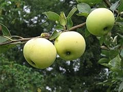 Apple tree yellow for sale  Delivered anywhere in USA 
