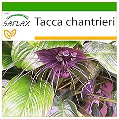 Saflax fledermausblume samen gebraucht kaufen  Wird an jeden Ort in Deutschland