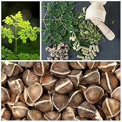 Moringa seeds planting for sale  Delivered anywhere in USA 