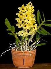 New 100pcs dendrobium for sale  Delivered anywhere in USA 