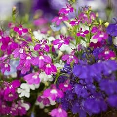 Flowering plants lobelia for sale  Delivered anywhere in UK