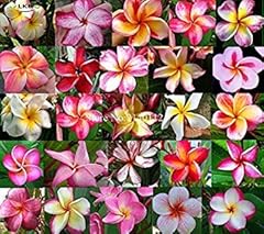 Vegherb 100seeds plumeria d'occasion  Livré partout en France