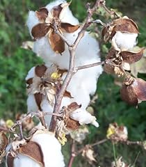 White cotton gossypium for sale  Delivered anywhere in USA 