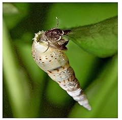 Aquatic discounts large for sale  Delivered anywhere in USA 