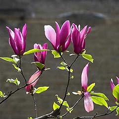 Purple Magnolia Denudata Flower Seeds 5pcs Organic for sale  Delivered anywhere in Canada