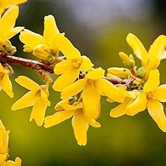 Dwarf forsythia mini for sale  Delivered anywhere in UK