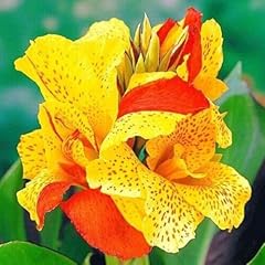 10pcs canna lily for sale  Delivered anywhere in USA 