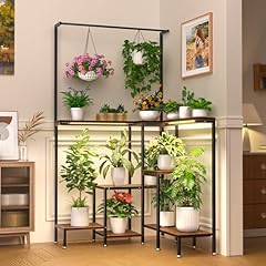 Mjomkn corner plant for sale  Delivered anywhere in USA 