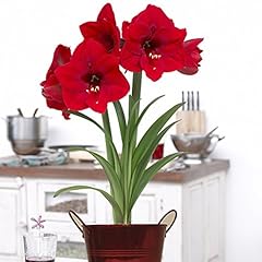 Van zyverden amaryllis for sale  Delivered anywhere in USA 