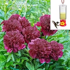 Black raspberry peonies for sale  Delivered anywhere in USA 