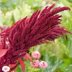 Love lies bleeding usato  Spedito ovunque in Italia 