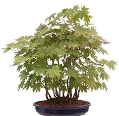 Bonsai palmatum japanischer gebraucht kaufen  Wird an jeden Ort in Deutschland