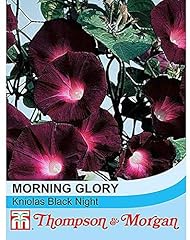 Morning glory seeds for sale  Delivered anywhere in UK