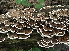 100 turkey tail for sale  Delivered anywhere in USA 