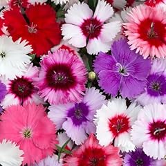 Carbeth plants dianthus for sale  Delivered anywhere in UK