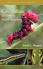 Caterpillars eastern north for sale  Delivered anywhere in USA 