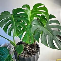 Monstera deliciosa live for sale  Delivered anywhere in USA 