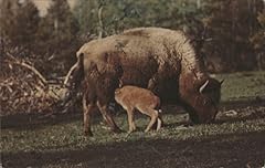 Bison cow calf for sale  Delivered anywhere in USA 
