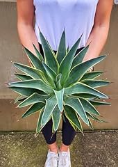Powers flowers agave usato  Spedito ovunque in Italia 