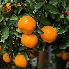 Clementine mandarin trees for sale  Delivered anywhere in USA 