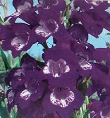 Penstemon special pensham for sale  Delivered anywhere in Ireland