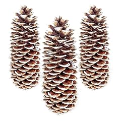 Foliage large pine for sale  Delivered anywhere in USA 